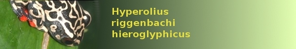 Hyperolius riggenbachi hieroglyphicus