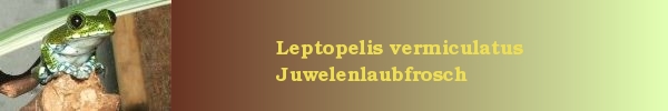 Leptopelis